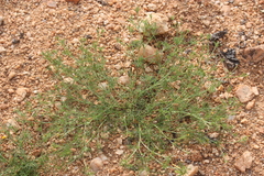 Glossocardia bosvallia